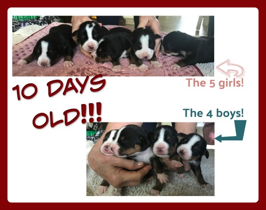 9 Puppies in October 2018